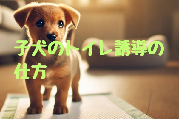 子犬のトイレ誘導の仕方｜初心者でも失敗しない！成功率UPテクニック