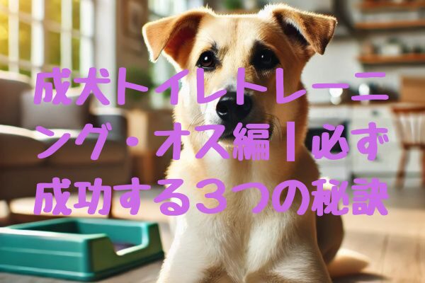 成犬トイレトレーニング・オス編｜今からでも間に合う！必ず成功する3つの秘訣