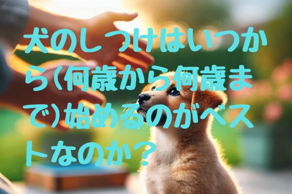 犬のしつけはいつから(何歳から何歳まで)始めるのがベストなのか？