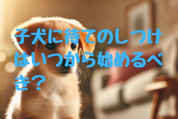 子犬に待てのしつけはいつから始めるべき？効果的なトレーニング方法と注意点