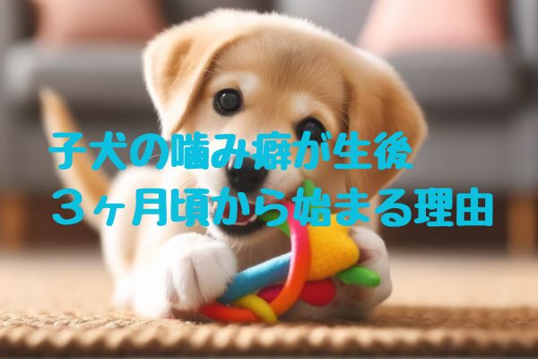 子犬の噛み癖が生後3ヶ月頃から始まる理由|噛み癖を効果的に治す簡単しつけ法と成功のコツ