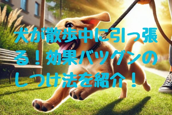 犬が散歩中に引っ張る！治らないとお悩みの方へ。効果バツグンのしつけ法を紹介！