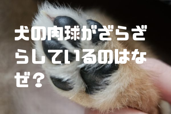 犬の肉球がざらざらしているのはなぜ？原因と予防法を解説